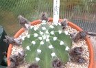Echinopsis_subdenudata_21May05.jpg